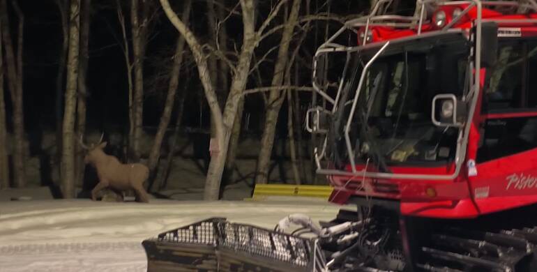 JTB Grooming Report – Tuesday, February 17th